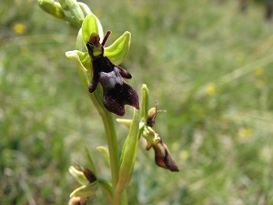 ophrys insectifera